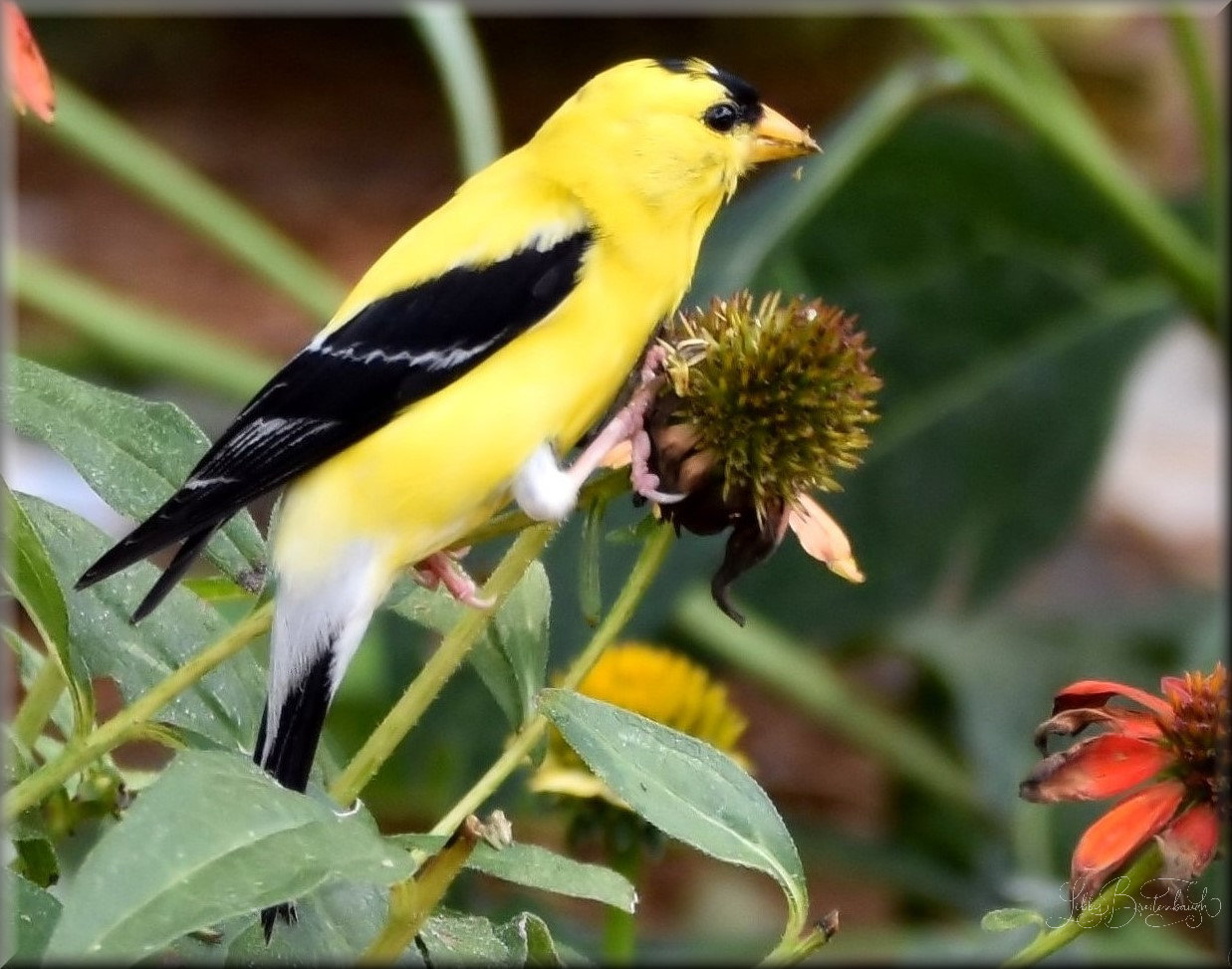 Creating A Backyard Wildlife Habitat – Libby’s Backyard Wildlife Habitat